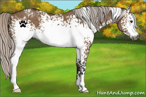Horse Color:Gray White Spotted Silver Brown Dun Appaloosa 