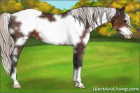 Horse Color:White Spotted Silver Brown Frame Appaloosa 