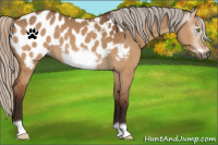 Horse Color:Gray Silver Bay Dun Frame Appaloosa 