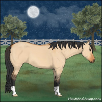 Horse Color:Bay Dun 