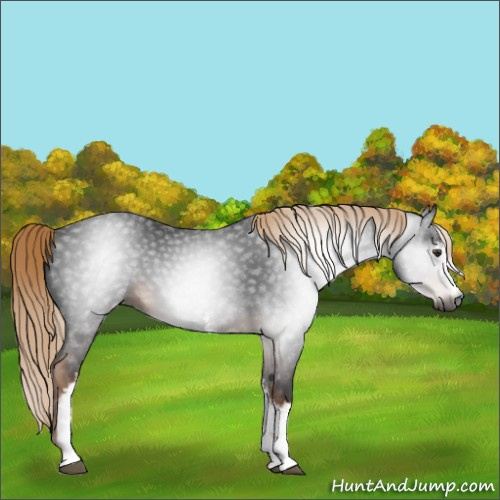Horse Color:Gray White Spotted Liver Chestnut 