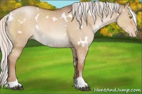 Horse Color:White Spotted Silver Brown Pearl Dun Sabino 