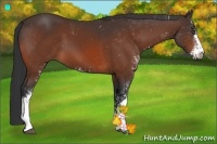 Horse Color:Bay Sabino