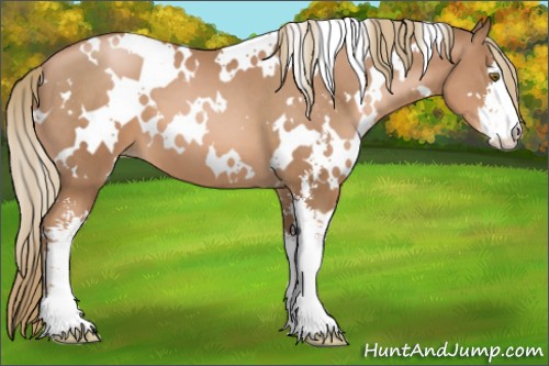 Horse Color:White Spotted Liver Chestnut Pearl Sabino 