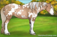 Horse Color:White Spotted Liver Chestnut Pearl Sabino