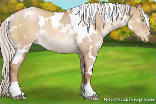 Horse Color:White Spotted Silver Brown Pearl Dun Appaloosa 