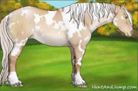 Horse Color:White Spotted Silver Brown Pearl Dun Appaloosa 