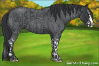 Horse Color:Blue Roan Sabino Splash and Blue Roan Sabino Splash