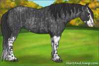 Horse Color:Blue Roan Sabino Splash and Blue Roan Sabino Splash