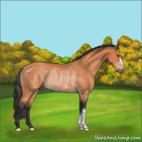 Horse Color:Bay Rabicano 