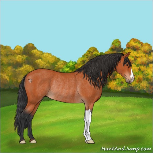 Horse Color:Bay Rabicano