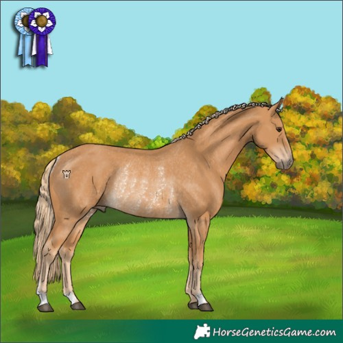 Horse Color:Chestnut Rabicano 