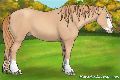 Horse Color:Gold Champagne Splash 