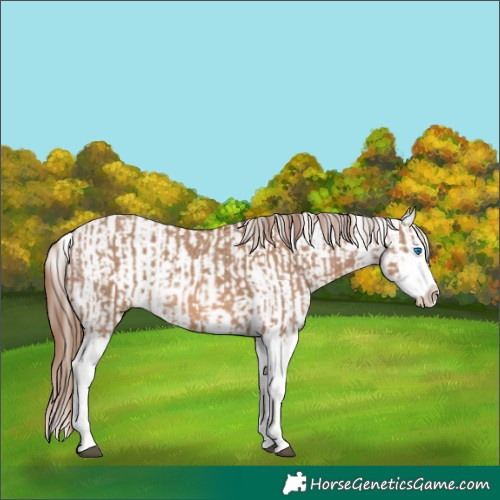 Horse Color:Red Dun Splash  and Red Dun Splash 