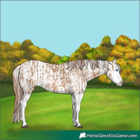 Horse Color:Red Dun Splash  and Red Dun Splash 