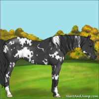 Horse Color:White Spotted Black 