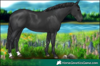 Horse Color:Black 