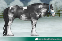 Horse Color:White Spotted Black Tobiano