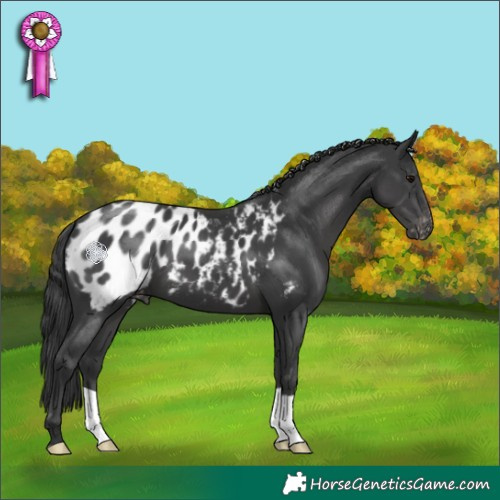 Horse Color:Black Blanket