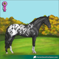 Horse Color:Black Appaloosa 