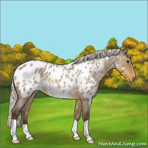 Horse Color:Silver Smoky Grullo Roan Near Leopard