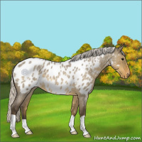 Horse Color:Silver Smoky Grullo Roan Near Leopard