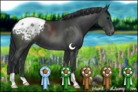 Horse Color:Black Appaloosa