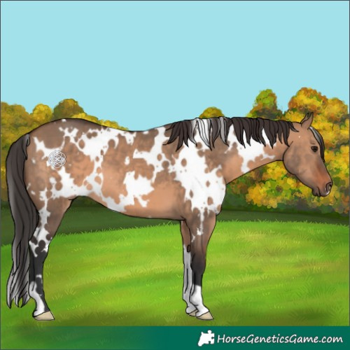Horse Color:White Spotted Brown Dun 