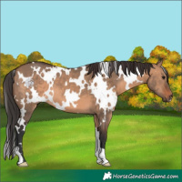 Horse Color:White Spotted Brown Dun 