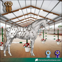 Horse Color:Smoky Grullo Sabino Appaloosa 