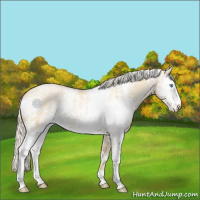 Horse Color:White Spotted Silver Smoky Grullo Pearl 