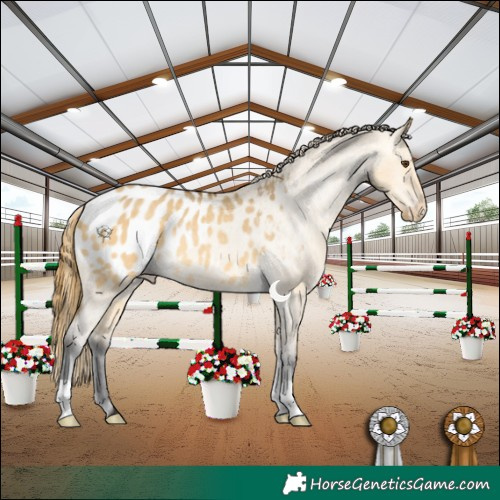 Horse Color:Buckskin Dun Blanket Rabicano 