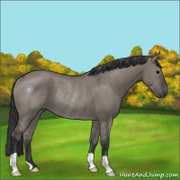Horse Color:Grullo Rabicano 
