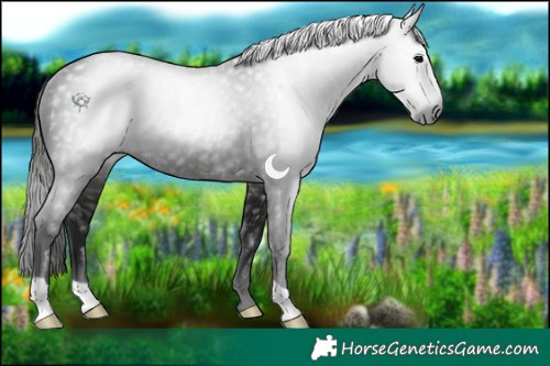 Horse Color:Gray Black Appaloosa Rabicano 
