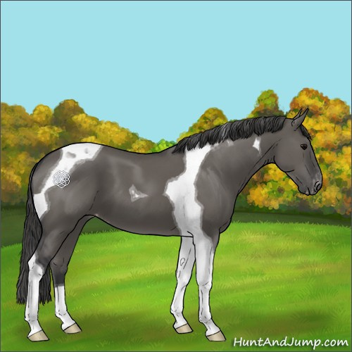 Horse Color:Grullo Tobiano Appaloosa