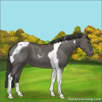 Horse Color:Grullo Tobiano Appaloosa 