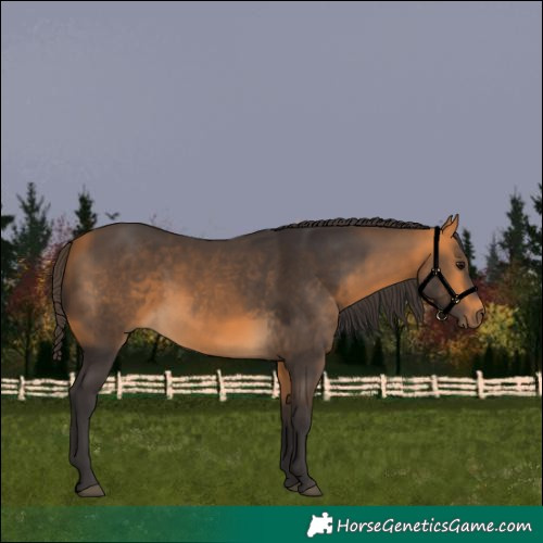 Horse Color:Buckskin 