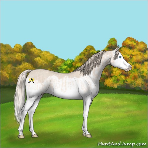Horse Color:Perlino Splash and Smoky Creme Splash