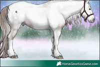 Horse Color:Gray Chestnut Tobiano