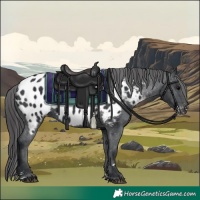 Horse Color:Black Near Leopard 