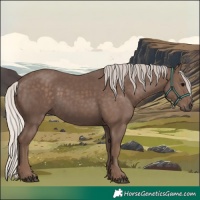 Horse Color:Silver Black 