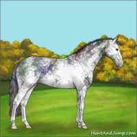 Horse Color:Nacre White Spotted Black
