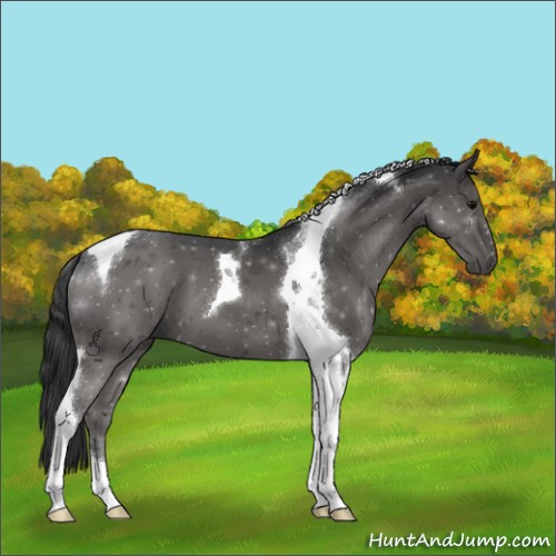 Horse Color:Black Tobiano