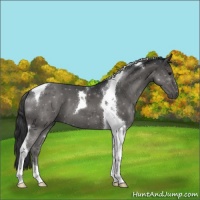 Horse Color:Black Tobiano 
