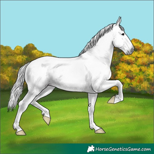 Horse Color:Gray White Spotted Silver Blue Onyx 
