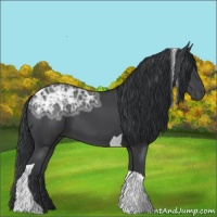 Horse Color:Black Ice Tobiano 