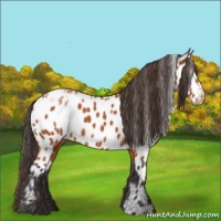 Horse Color:Buckskin Ice Appaloosa
