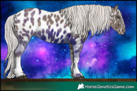Horse Color:White Spotted Silver Black Ice Appaloosa 