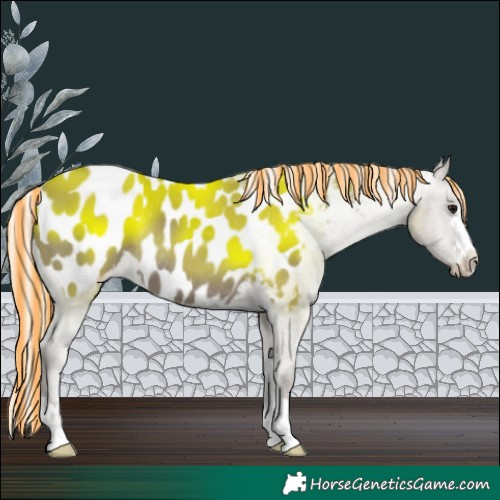 Horse Color:Painted Silver Grullo Blanket Rabicano