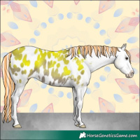 Horse Color:Painted Silver Grullo Appaloosa Rabicano 